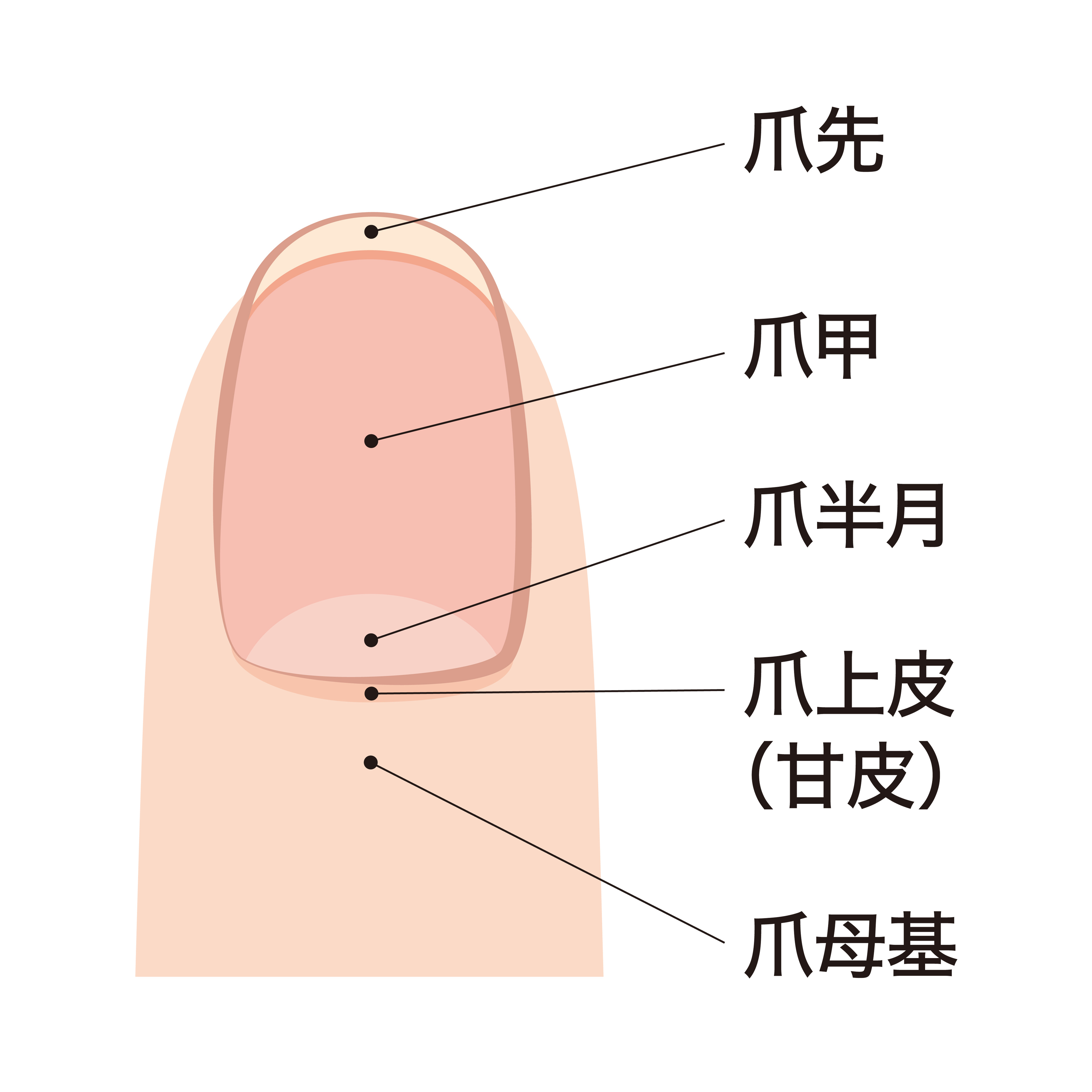 爪の解説イメージイラスト