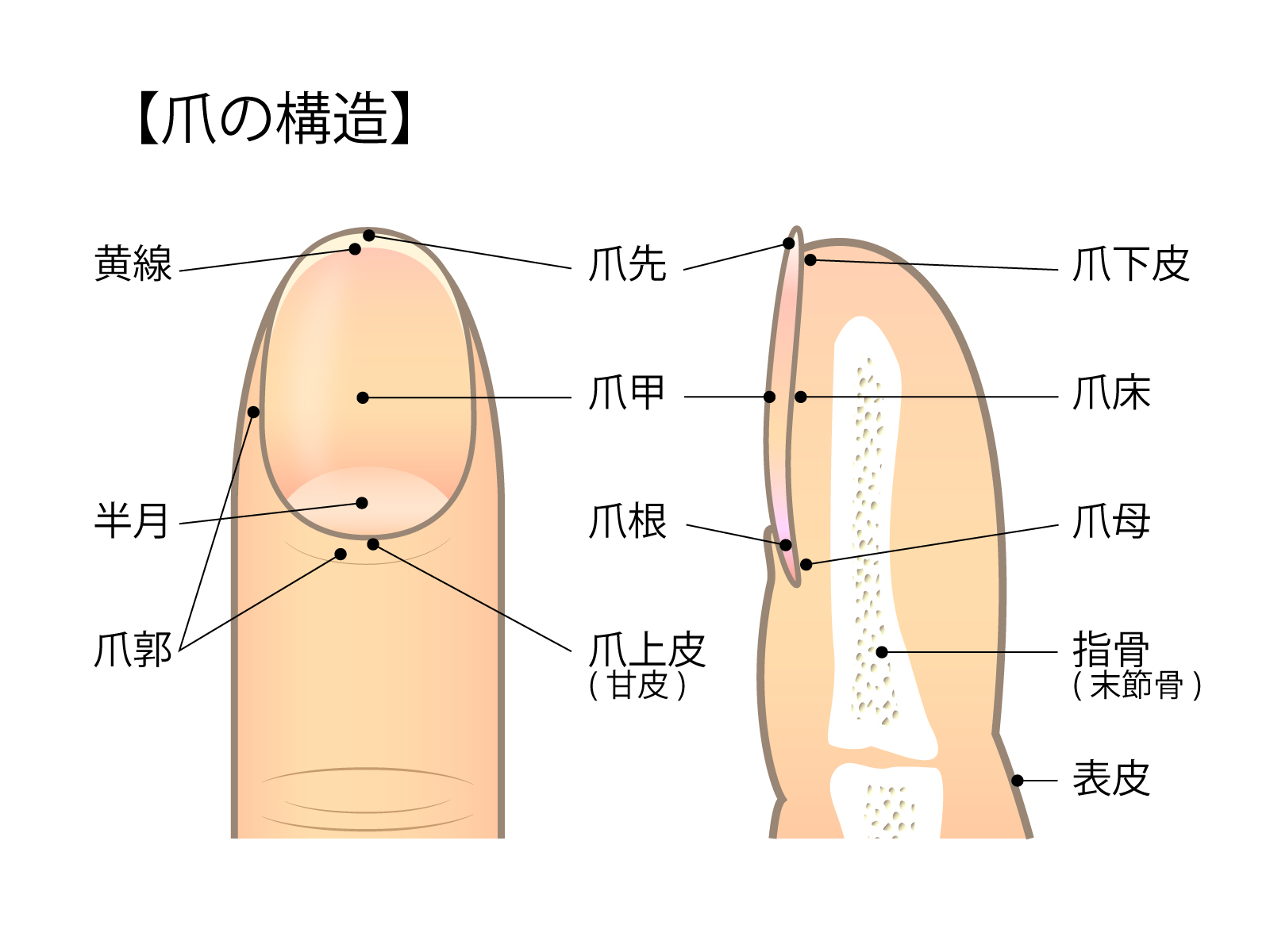 爪の構造の説明画像